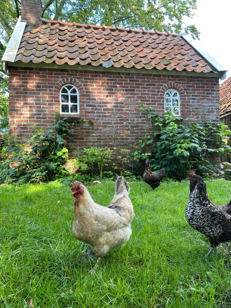 Onze kippen bij het oude kokhuus